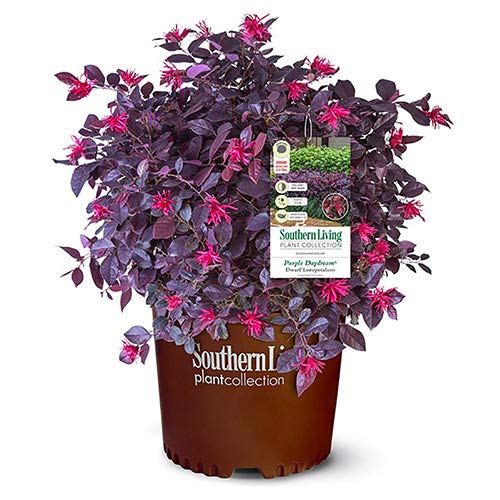 Southern Living Purple Daydream Loropetalum, 2 Gallon, Deep Purple Foliage with Pink Blooms (Purple Daydream)