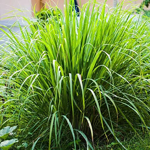 Lemongrass Plant Seeds - 1000+ Non-GMO Heirloom Seeds Lemon Grass Herbs Seeds for Planting Garden, Indoor or Outdoor