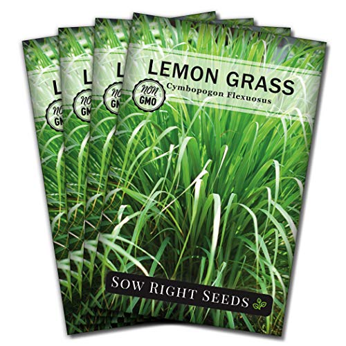 Sow Right Seeds - Lemon Grass Seed for Planting - Non-GMO Heirloom Seeds - Full Instructions for Easy Planting and Growing an Herb Garden, Indoor or Outdoors; Great Gardening Gift (4)