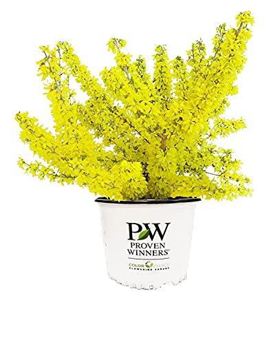 Proven Winners - Forsythia x Show Off Starlet (Forsythia) Shrub, yellow flowers, #3 - Size Container