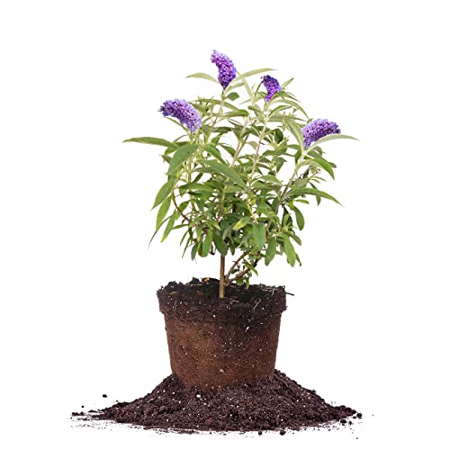 PERFECT PLANTS Nanho Butterfly Shrub 1 Gallon | Live Bush for Outdoor Planting | Attracting Pollinators Like Butterflies, Bees, and Hummingbirds | Gorgeous Purple Flowers in Spring