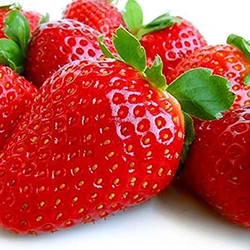 Everbearing Strawberry Plants for Growing - AC Valley Sunset Strawberry Plants - Fruit Very Firm, Sweet, High Yields (10 Strawberry Plants) Can Not Ship to California.