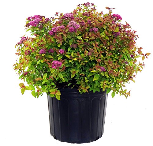 Spiraea jap. 'Magic Carpet' (Spirea) Shrub, #3 - Size Container