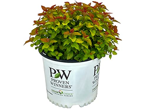 Double Play Candy Corn Spirea - 3 gal - Proven Winners - Pineapple and Orange Colored Foliage - Low Maintenance - Full/Part Sun  Purple Flowers Early Summer - Spirea Japonica 'NCSX1' (PP# 28313)