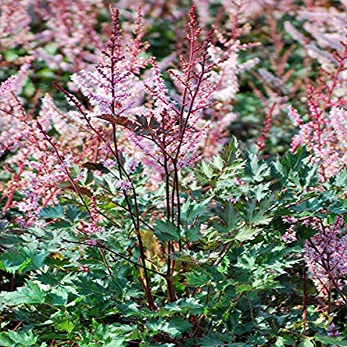 Perennial Farm Marketplace Astilbe x 'Delft Lace' (False Spirea) Perennial, Size-#1 Container, Salmon Pink Flowers