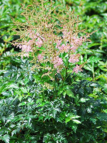 Perennial Farm Marketplace Astilbe s. 'Hennie Graafland' (False Spirea) Perennial, Size-#1 Container, Pink Flowers