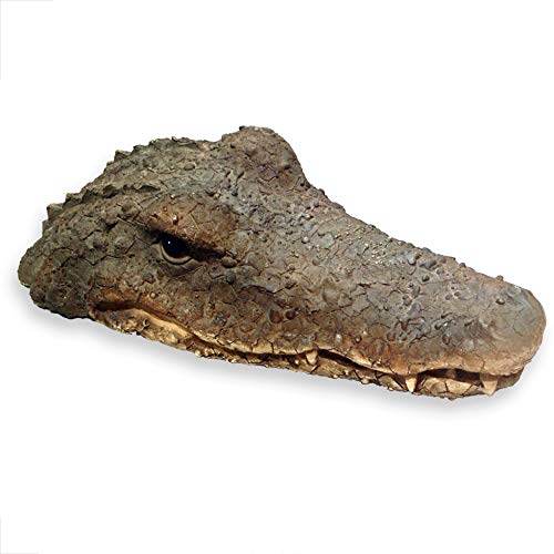 WHW Whole House Worlds Floating Crocodile Head, Garden Art or Decoy for Water, Pools and Ponds, 1 ft 5/8-Inch-long (32cm)