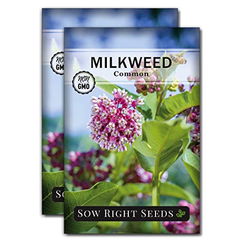 Sow Right Seeds Common Milkweed Seeds; Attract Monarch Butterflies to Your Garden; Non-GMO Heirloom Seeds; Full Instructions for Planting, Wonderful Gardening Gift (2)