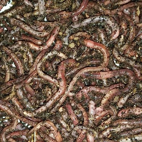 BESTBAIT 1 LB. European Nightcrawlers Approx. 250-300 Count Composting Worms Fishing Worms