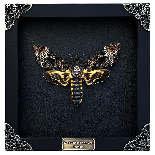 Real Death Head Moth Acherontia Black Frame Skull Butterfly Handmade Shadow Box Insect Oddity Curiosities Unique Taxidermy Collectables Tabletop Wall Art Home Decor Living Gallery Bedroom K18-01-DE