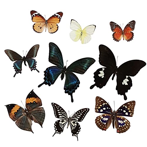 9 Pcs Taxidermy Butterfly, Real Butterfly Taxidermy Natural Unmounted Butterfly Specimen, Exquisite Collection of Real Butterflies for Home Decor and Crafts