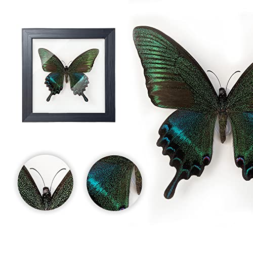 ITrixgan Framed Real Butterfly Taxidermy, Butterfly Specimen For Science Class Insect Lover, For Wall Tabletop Shelf Office Home Decor