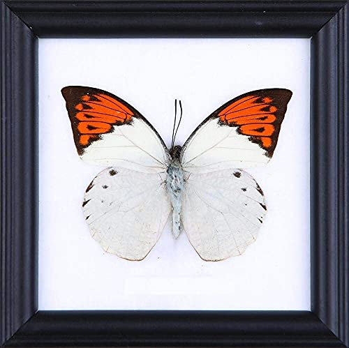 The Great Orange-tip Butterfly (Hebomoia glaucippe) | Framed Beautiful Butterfly Wall Decor | Unique Taxidermy Collectables | 4.75 x 4.75 in.