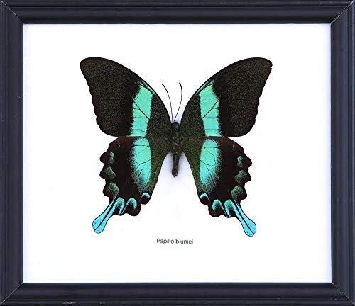 The Green Swallowtail Butterfly (Papilio blumei) | Framed Beautiful Butterfly Wall Decor | Unique Taxidermy Collectables | 8 x 7 inches