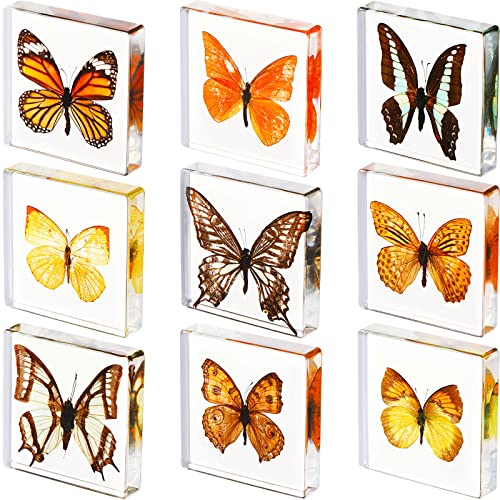 9 Pieces Real Butterfly Specimens Set Resin Butterfly Paperweight Square Framed Butterfly Taxidermy Butterfly Specimen Collection Display for Home Office School Science Education Toys 3 x 3 x 0.6 Inch