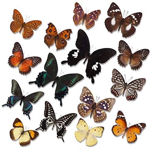 15 Pcs Real Taxidermy Butterfly - Butterfly Specimen Artwork Material Decor,Taxidermy Animals Supplies for Science Education Multicolor.