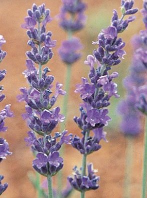 Findlavender - Lavender Angustifolia Royal Velvet (Dark Purple Flowers) - 4" Size Pots - Zones 5-10 - Bee Friendly - Attract Butterfly - Evergreen Plant - 1 Live Plant