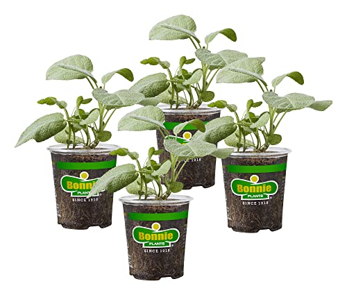 Bonnie Plants Garden Sage Live Herb Plants - 4 Pack, Easy To Grow, Non-GMO, Perennial In Zones 5 to 8, Key Ingredient Of Poultry Seasoning & Turkey Stuffing