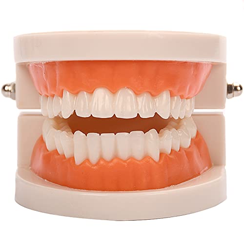 Standard Teeth Model, YOFAN Kids Dental Teaching Study Supplies Adult Standard Typodont Demonstration Teeth Model(Without Wisdom Teeth) (Convenient Design,No Need for Wrenches)