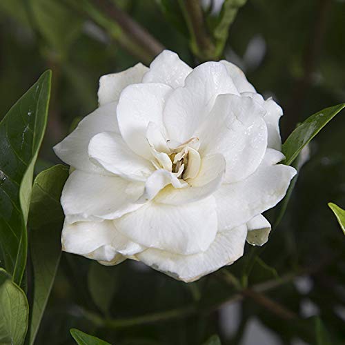 August Beauty Gardenia (2.5 Gallon) White Blooming Evergreen Shrub - Full Sun Live Outdoor Plant