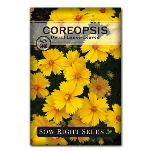 Sow Right Seeds - Dwarf Lance-Leaved Coreopsis Flower Seeds for Planting - Perennial with Daisy-like Yellow Blooms - Non-GMO Heirloom Seed - Full Instructions to Plant a Wildflower Garden - Great Gift