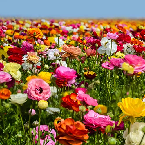 25 Mixed Ranunculus Bulbs for Planting - Buttercup Color Mix Value Bag - Plant in Gardens, Borders & Flowerbeds - Easy to Grow Fall Flowers Bulbs by Willard & May