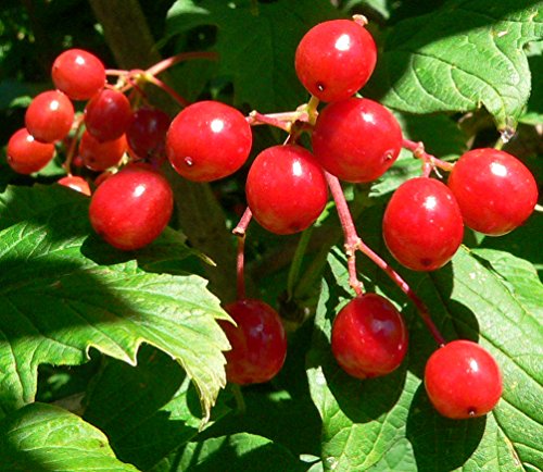 Spectacular Flowering Viburnum Trilobum-Wentworth, American Cranberry Potted Plant, Great as a Accent Plant, Starter Plant