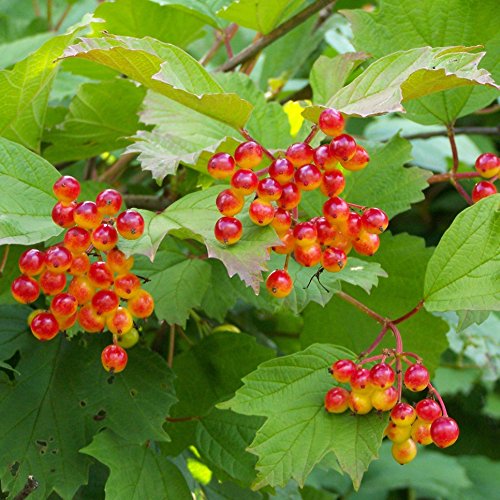 Cramp Bark Seeds (Viburnum opulus) 20+ Seeds in FROZEN SEED CAPSULES for The Gardener & Rare Seeds Collector - Plant Seeds Now or Save Seeds for Many Years
