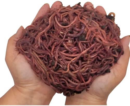 HomeGrownWorms - 1000+ Red Wiggler Earthworms, Organic and Sustainably Raised 1lb - Fast Live Delivery Guaranteed!!! - Vermicomposting Garden Red Wrigglers