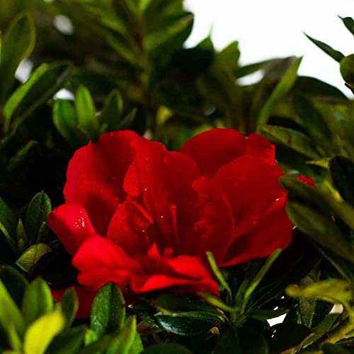 Encore Azalea Autumn Fire (3 Gallon) Red Double Blooms Flowering Dwarf Evergreen Shrub - Full Sun Live Outdoor