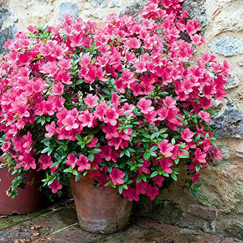 Cottage Hill Floramore Azalea 'Hot 2 Piece Live Plant, Pink Blooms