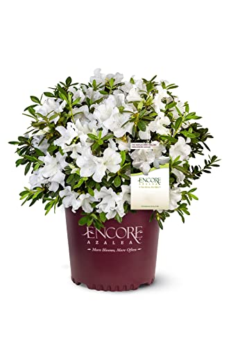 Autumn Angel Azalea - 3 gal - Encore Azalea - Dwarf Evergreen Shrub - Fragrant Pure White Blooms - Spring to Fall Blooms - Hardiness Zones 7-10 - Rhododendron Robleg PP15227-3 Gallon Pot