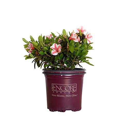 Encore Azalea Autumn Starburst (1 Gallon) Multi-Color Flowering Shrub - Full Sun Live Outdoor Plant