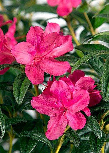 Encore Azalea Autumn Jewel (1 Gallon) Pink Flowering Shrub - Full Sun Live Outdoor Dwarf Plant - Landscaping Hedges, Container or Specimen