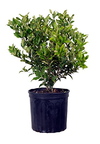 Wavy Leaf Ligustrum Recurvifolia (2.5 Gallon) Evergreen Shrub or Small Tree with Glossy-Green Foliage and Small White Flowers in Spring - Full Sun to Part Shade Live Outdoor Plant