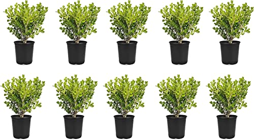 Florida Foliage Japanese Boxwood | 10 Live 4 Inch Pots | Buxus Microphylla | Formal Evergreen Low Maintenance Hedge