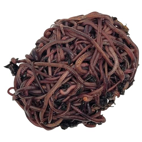 HomeGrownWorms.com - 500 Red Wigglers - Composting Red Worms - Live Delivery Guaranteed!!! - Vermicomposting Garden Red Wrigglers - Eisenia Fetida