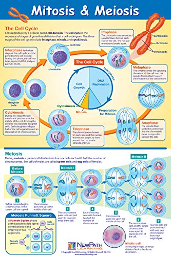 Mitosis and Meiosis Poster - Laminated, Full-Color, 23" x 35"