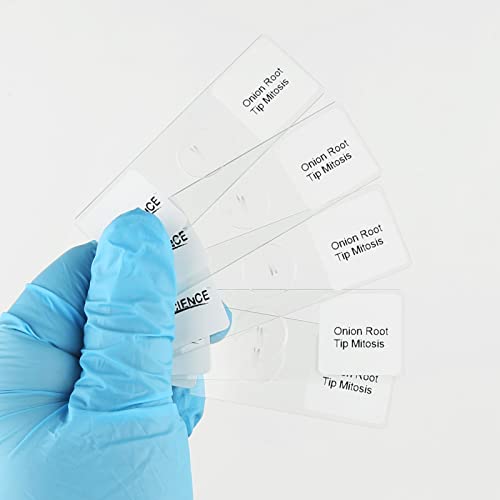 Onion Root Tips Cell Mitosis Microscope Slides Set, Upgraded 5 PCS Pack Show All Stages Clearly for Plant Genetics Biology Science Class (5 Count)