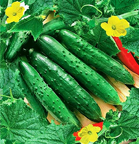 Seeds Indoor Self-Pollinating Cucumber April F1 Heirloom Vegetable for Planting Non GMO