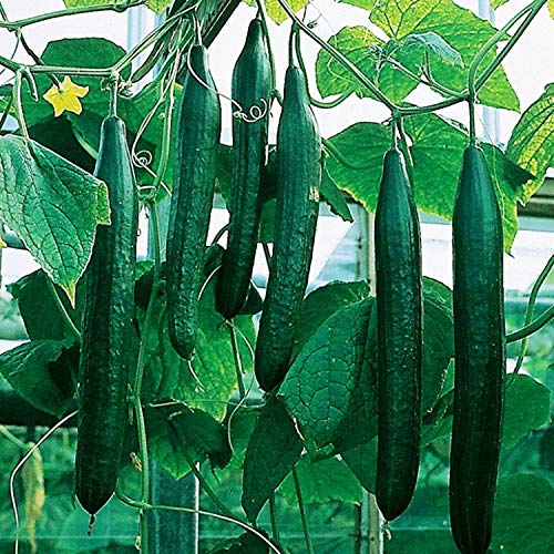 NIKA SEEDS - Vegetable Indoor Cucumber Zozula Self-Pollinating 45 Days All Seasons Vine Plant for Pickling - 10 Seeds