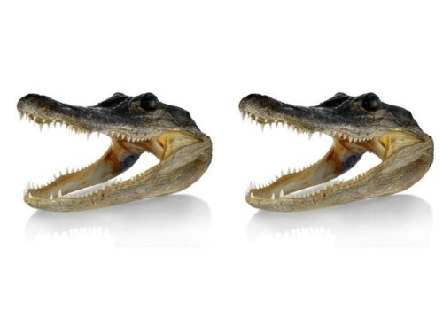 Gator Head 5-6 Inch Real Alligator Head (2 Pack)