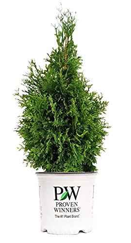 Live plant from Green Promise Farms Thuja occidentalis 'North Pole' (Arborvitae) Evergreen, 3-Size Container, Green Foliage