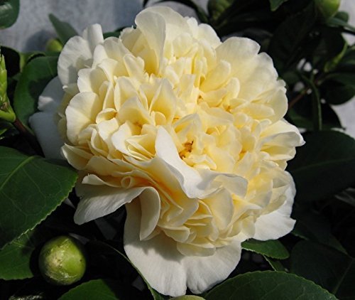 (1) - Jurys Yellow Camellia - Starter Plug (LG) (1 Plant)