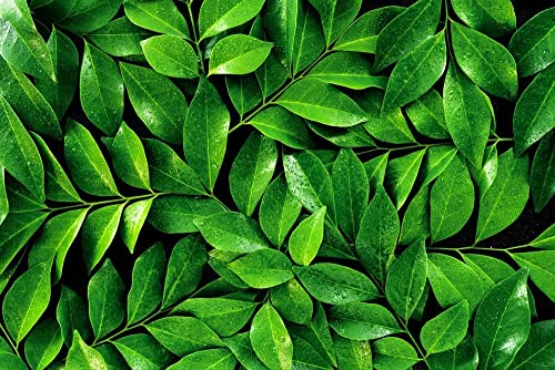 6 Tea Plant Seeds for Planting - Camellia Sinensis Herb