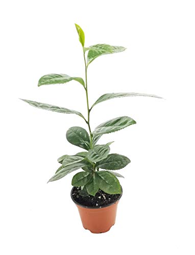 Camellia Sinensis - 4 Inch Container - Beautiful Live Tea Plant Black White Green and Oolong