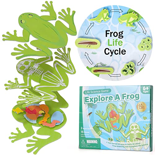 GiftAmaz Frog Anatomy Model Dissection Kit for Kids, Soft Felt Frog Science Lab Toy, Biology and Life Science STEM Toys, Classroom Teaching Aid, Educational Learning Activities Gift for Kids Ages 6+
