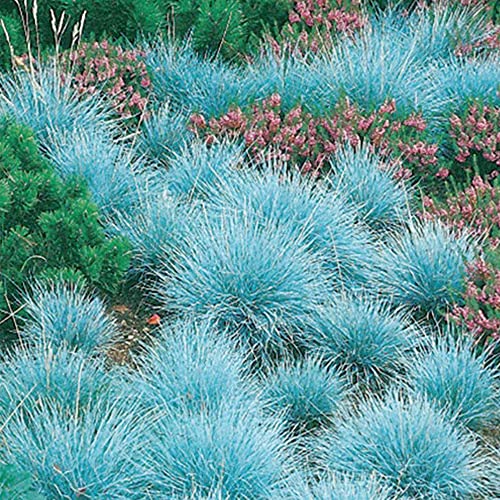 QAUZUY GARDEN Blue Fescue Seeds 100Ct Seeds Ornamental Grass Perennial Showy Blue-Green Groundcover & Lawn Cover Drought-Tolerant Easy and Fast Growing