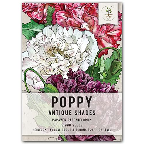 Seed Needs, Antique Shades Peony Poppy Seeds for Planting (Papaver paeoniflorum) Single Package of 5,000 Seeds - Heirloom & Open Pollinated