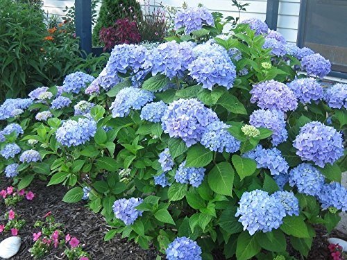 (1) - Nikko Blue Mophead Hydrangea - Starter Plant (XL) (1 Live Plant)